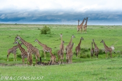 girafe Masai / Masai giraffe