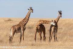 girafe Masai / Masai giraffe