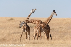 girafe Masai / Masai giraffe