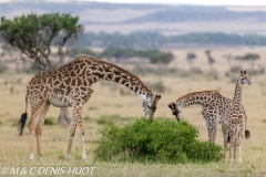 girafe Masai / Masai giraffe