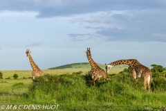 girafe Masai / Masai giraffe