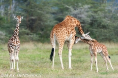 girafe de Rothschild / Rothschild giraffe