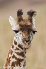 girafe Masai / Masai giraffe