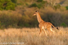 girafe Masai / Masai giraffe