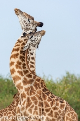 girafe Masai / Masai giraffe