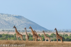 girafe Masai / Masai giraffe