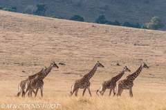 girafe Masai / Masai giraffe