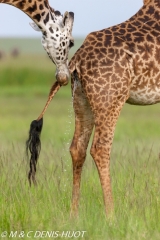 girafe Masai / Masai giraffe