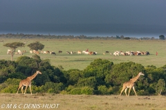 girafe Masai / Masai giraffe