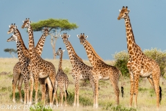 girafe Masai / Masai giraffe