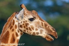 girafe de Rothschild / Rothschild giraffe