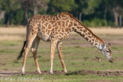 girafe Masai / Masai giraffe