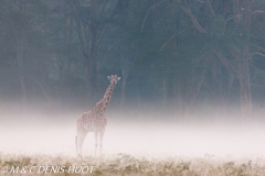 girafe de Rothschild / Rothschild giraffe