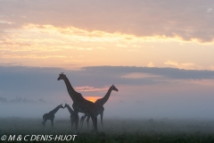 girafe Masai / Masai giraffe