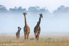 girafe Masai / Masai giraffe