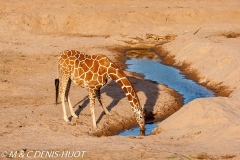 girafe réticulée / reticulated giraffe