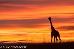 girafe Masai / Masai giraffe