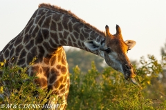 girafe Masai / Masai giraffe