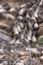 Wildebeest migration