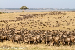 Wildebeest migration