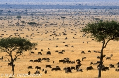 Wildebeest migration