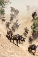 Migration des gnous / Wildebeest migration