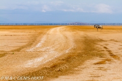 Gnou / Wildebeest