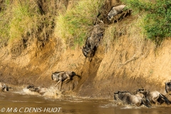 Migration des gnous / Wildebeest migration