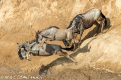 Migration des gnous / Wildebeest migration