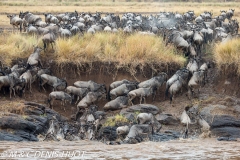 Migration des gnous / Wildebeest migration