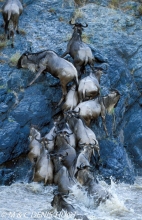 Migration des gnous / Wildebeest migration