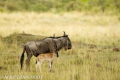 Gnou / Wildebeest