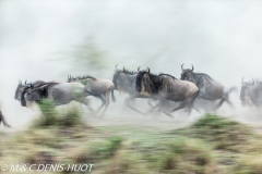 Wildebeest migration