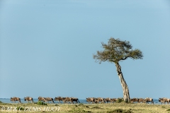 Wildebeest migration