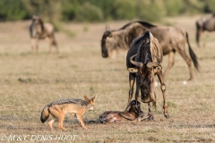 Gnou / Wildebeest