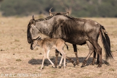 Gnou / Wildebeest