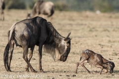 Gnou / Wildebeest