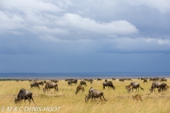 Gnou / Wildebeest