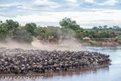 Migration des gnous / Wildebeest migration