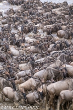 Migration des gnous / Wildebeest migration