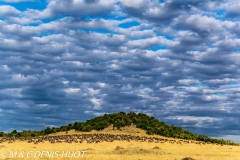 Wildebeest migration