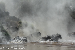 Migration des gnous / Wildebeest migration