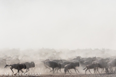 Migration des gnous / Wildebeest migration