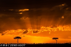 Migration des gnous / Wildebeest migration