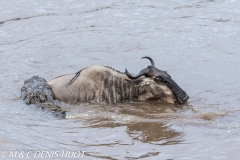 Migration des gnous / Wildebeest migration