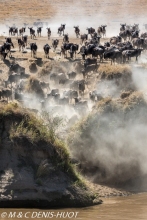 Migration des gnous / Wildebeest migration