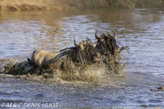 Wildebeest migration