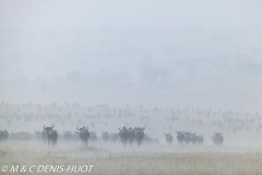 Migration des gnous / Wildebeest migration