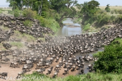 Wildebeest migration