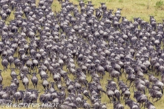 Wildebeest migration